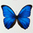 butterfly.gif - 2.71 kB
