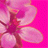 pinkflower.gif - 2.92 kB