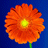 redflower.gif - 2.76 kB